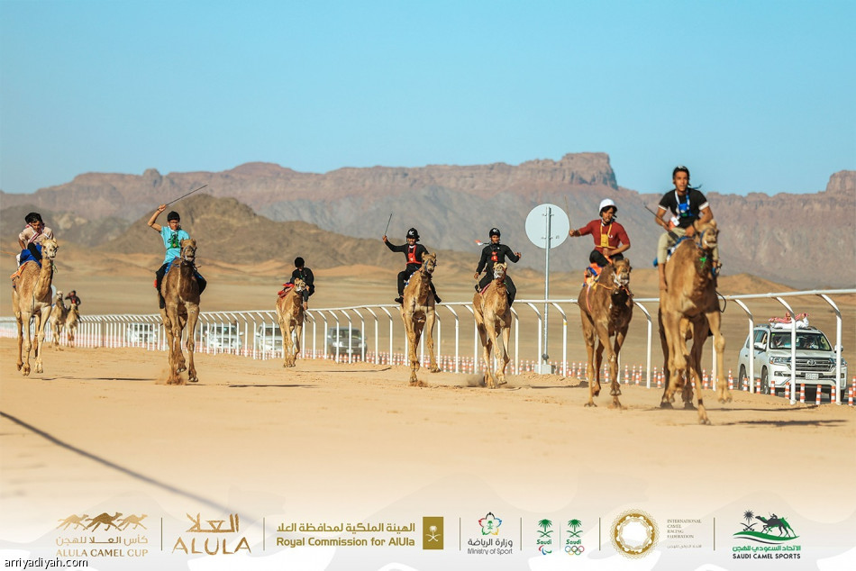 منافسة مثيرة في انطلاق كأس العلا للهجن